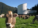 Erl Passionspiel Haus mit Kuh